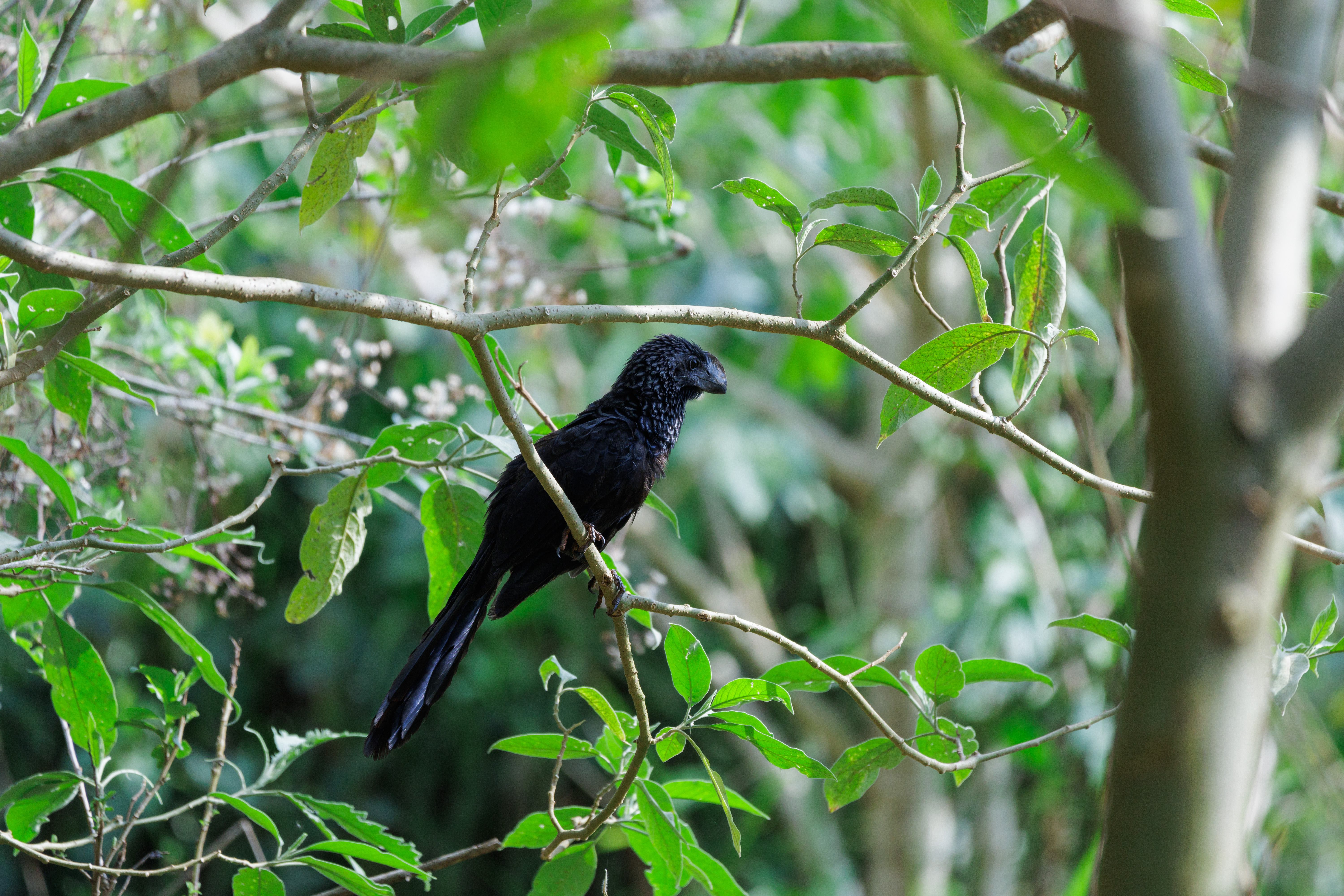 Um anu-preto bem charmoso.