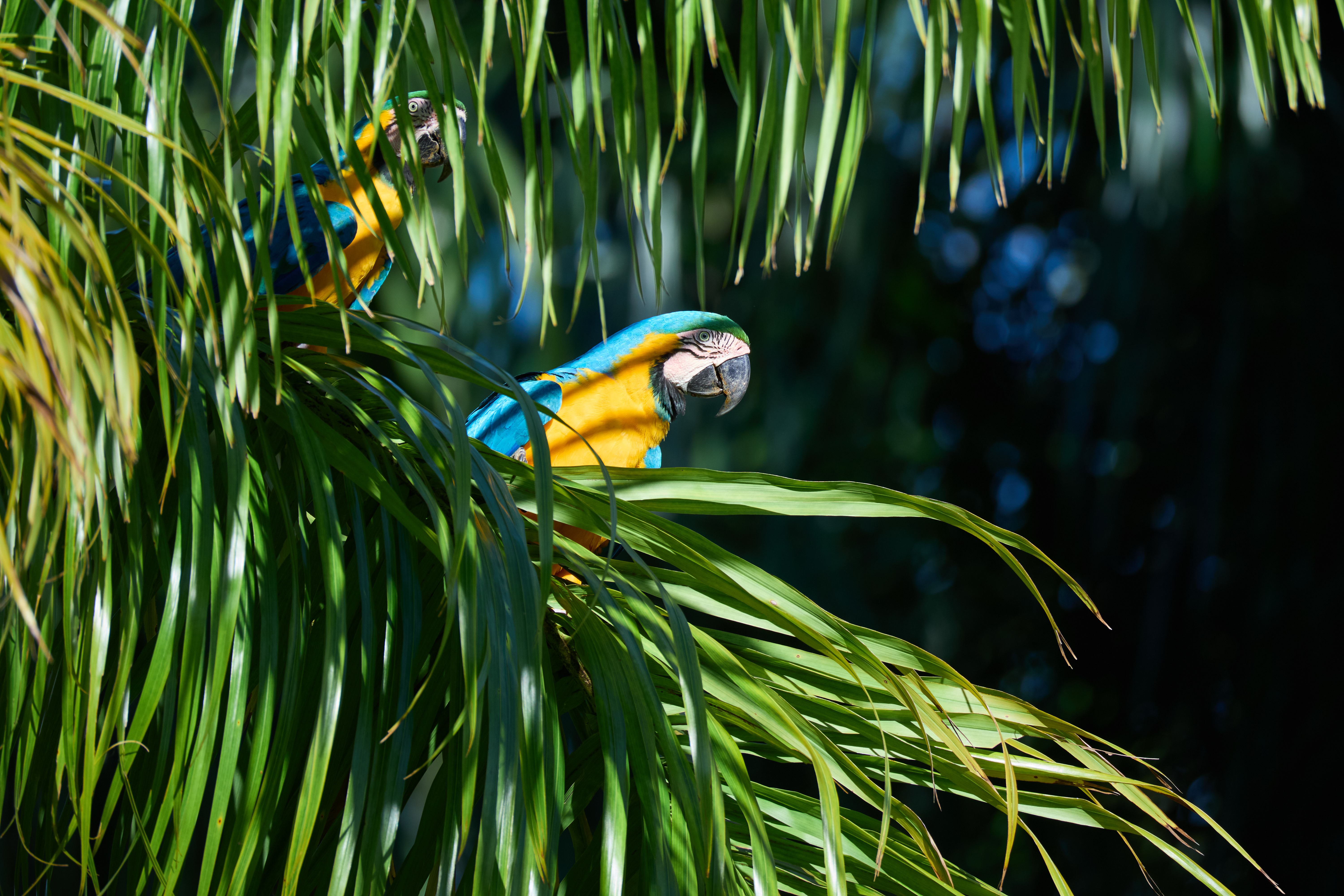 Arara curiosa com a nossa presença.