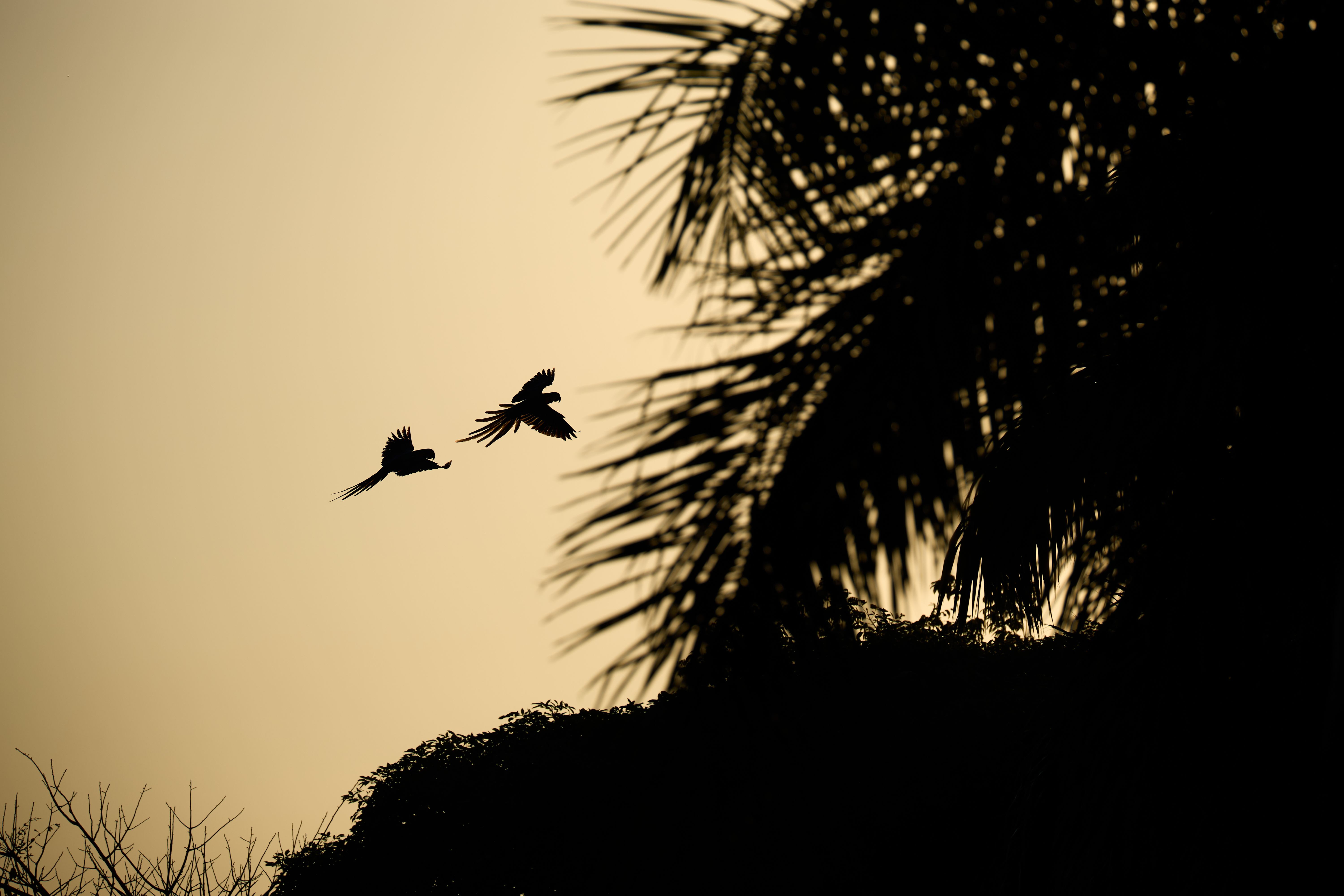 Fotos de pássaros, macaquinhos, patos e uma linda onça