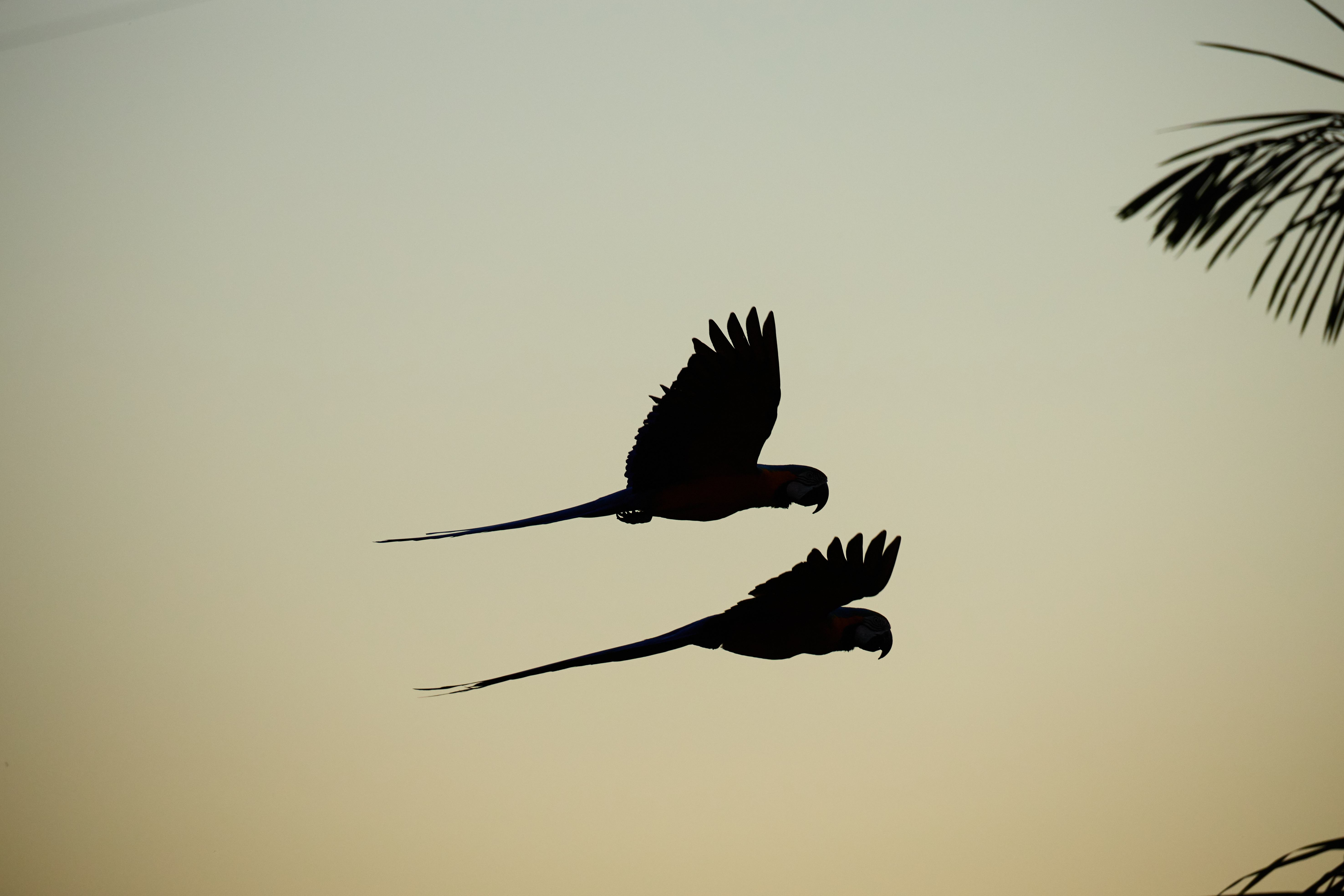 Duas lindas araras voando no fim do dia.