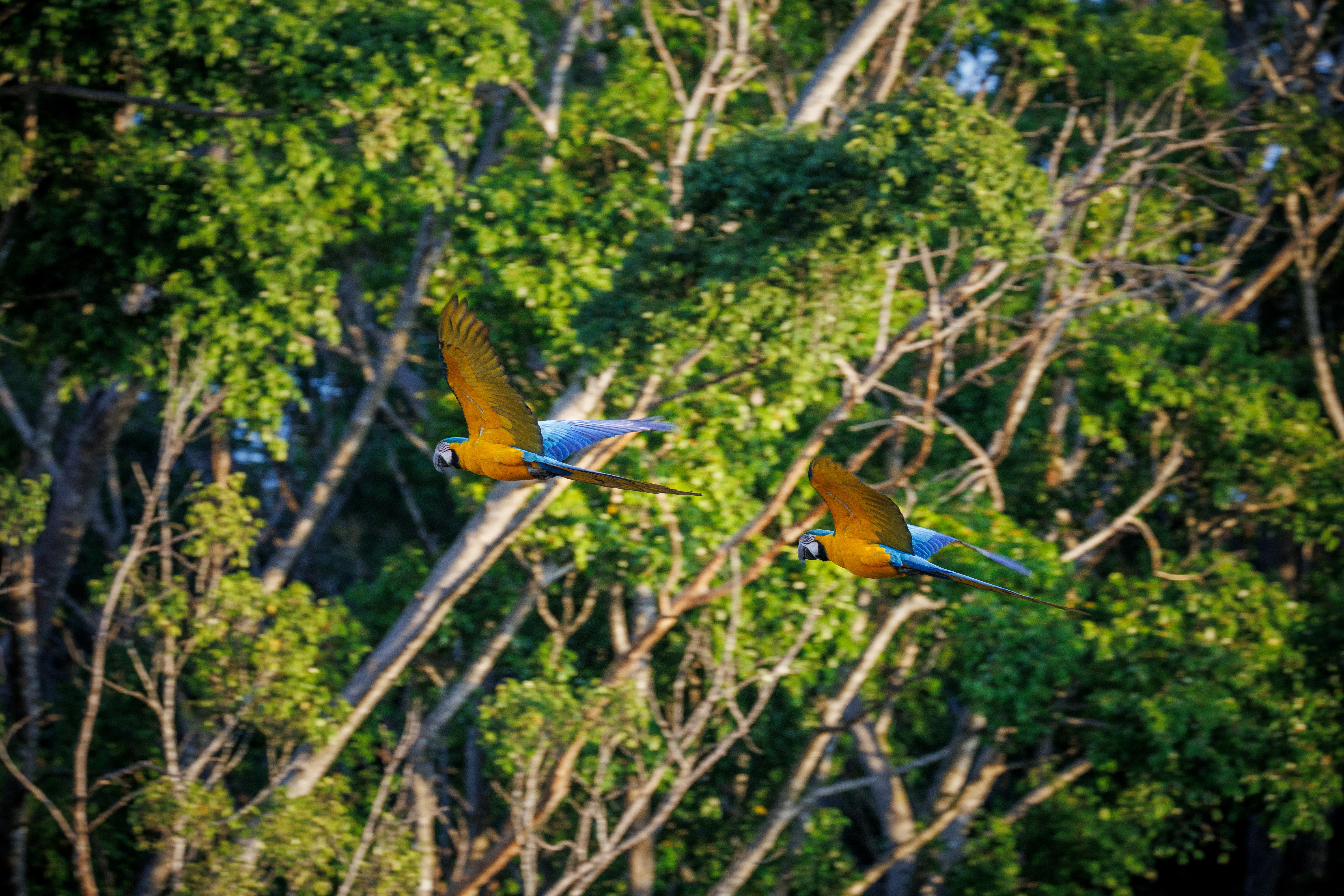 Duas lindas araras voando no fim do dia.
