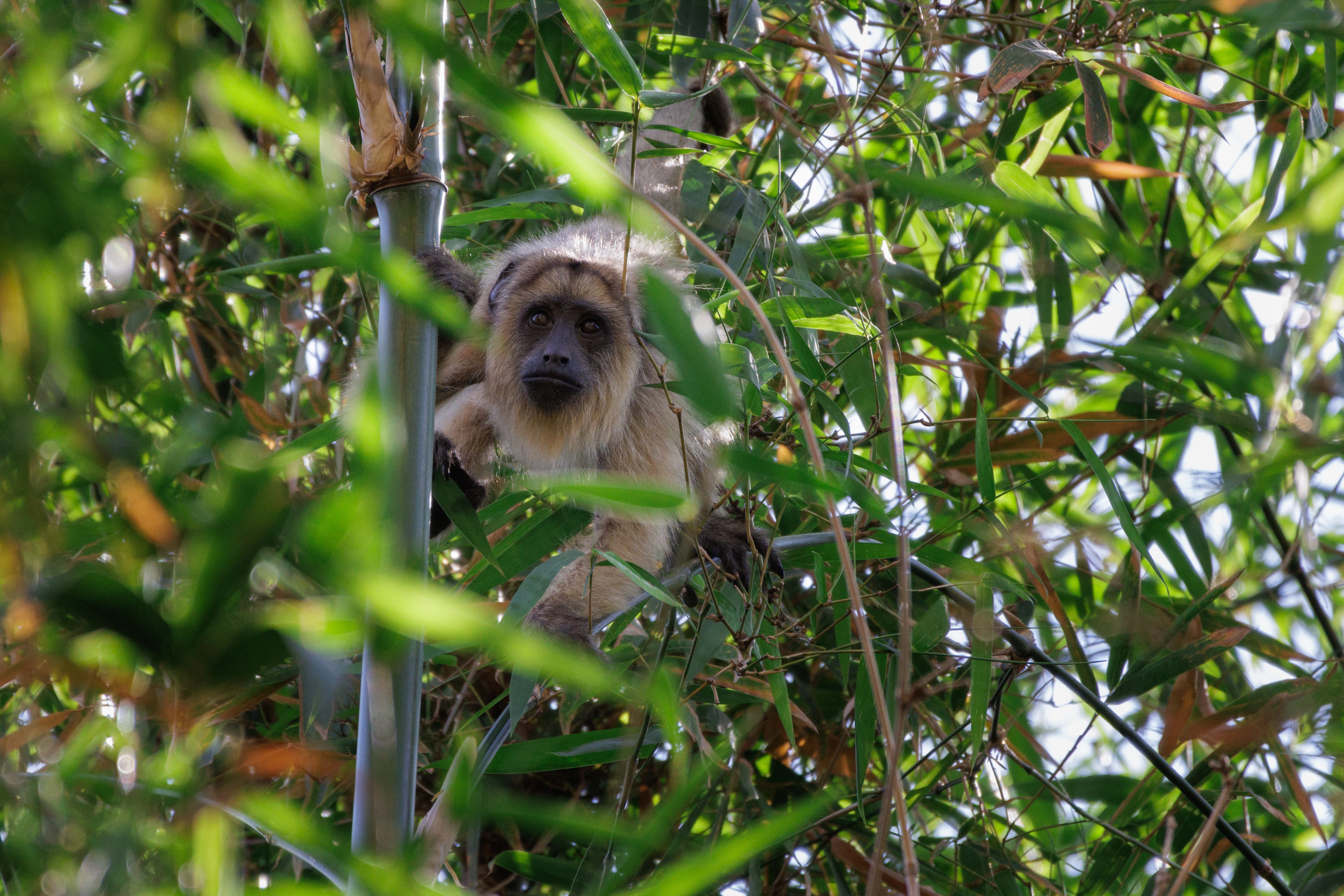 Um bugio-preto fêmea, que é castanho-amarelado.