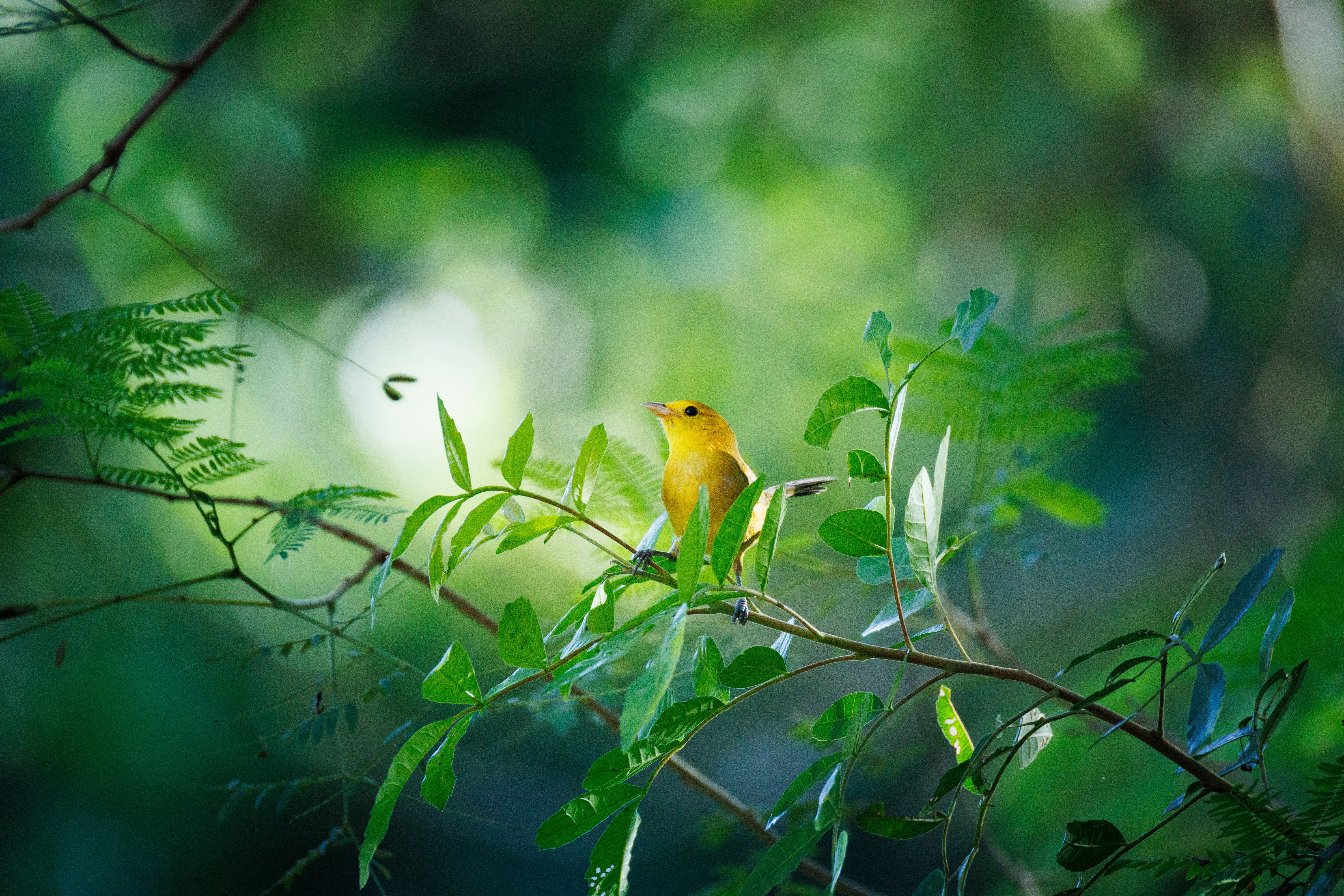 Talvez canário-rasteiro, talvez canário-da-terra..