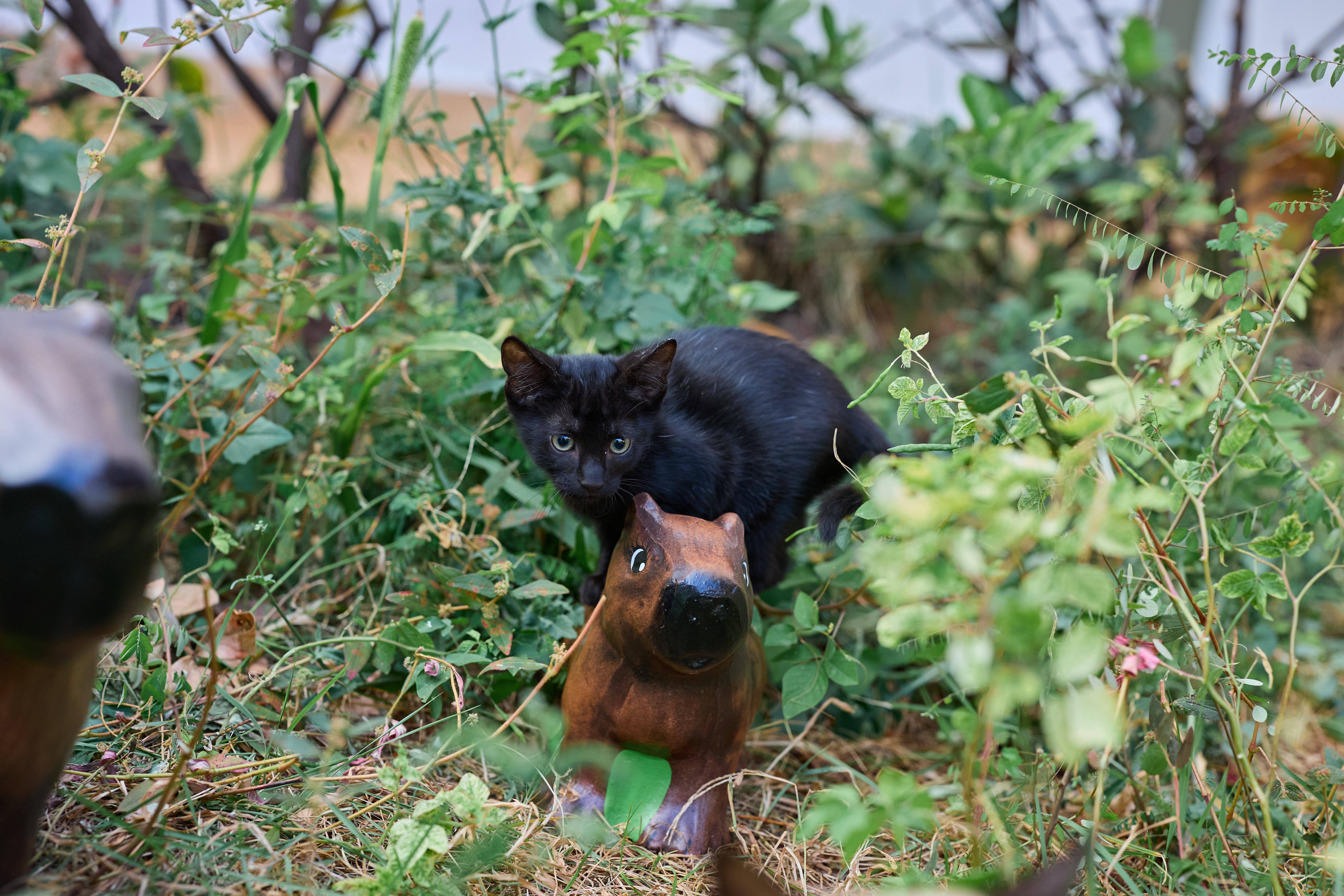 A gatinha Aura subindo na capivara do jardim.
