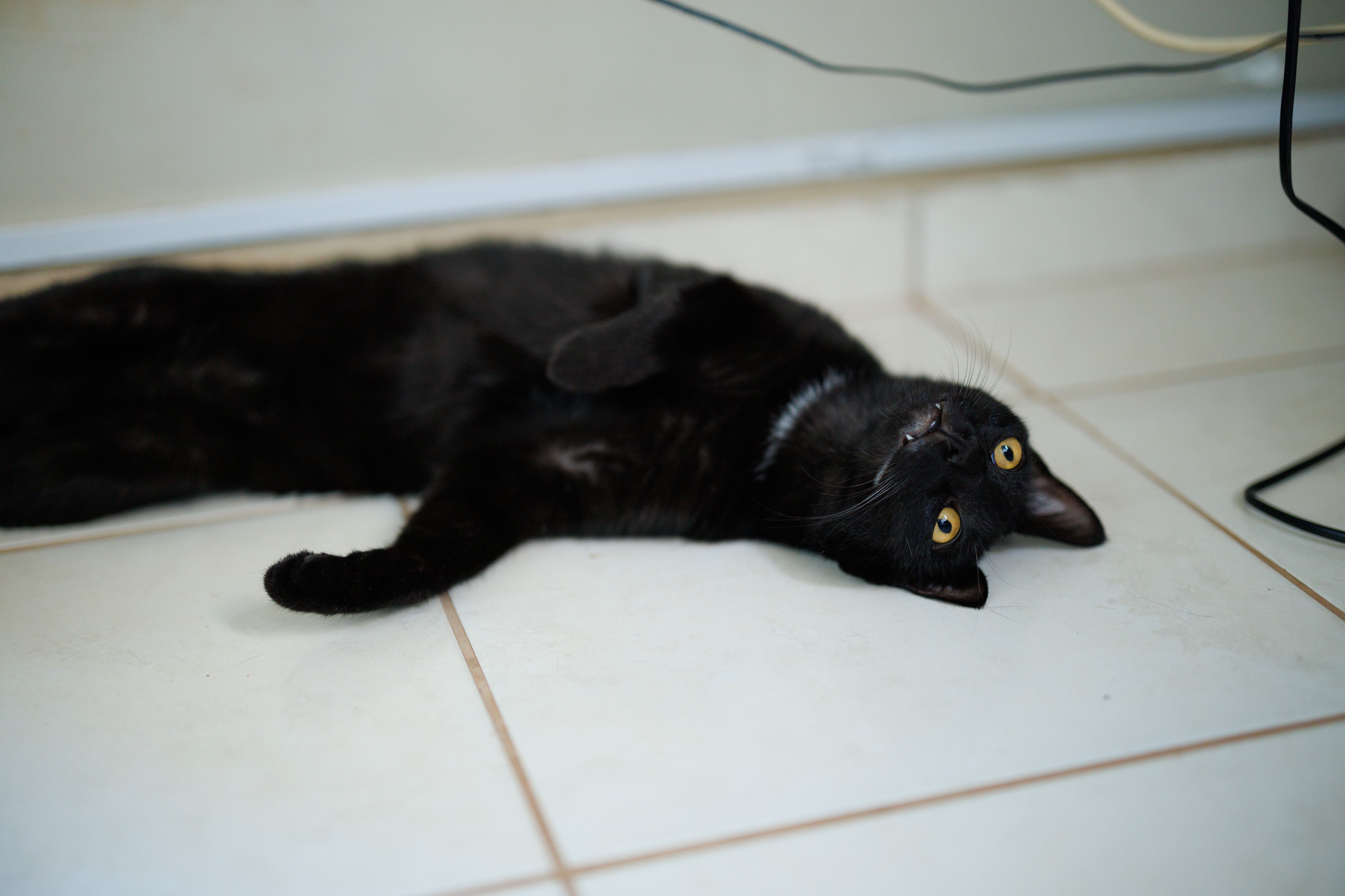 Hades sendo fofinho mostrando seus dentinhos de predador.