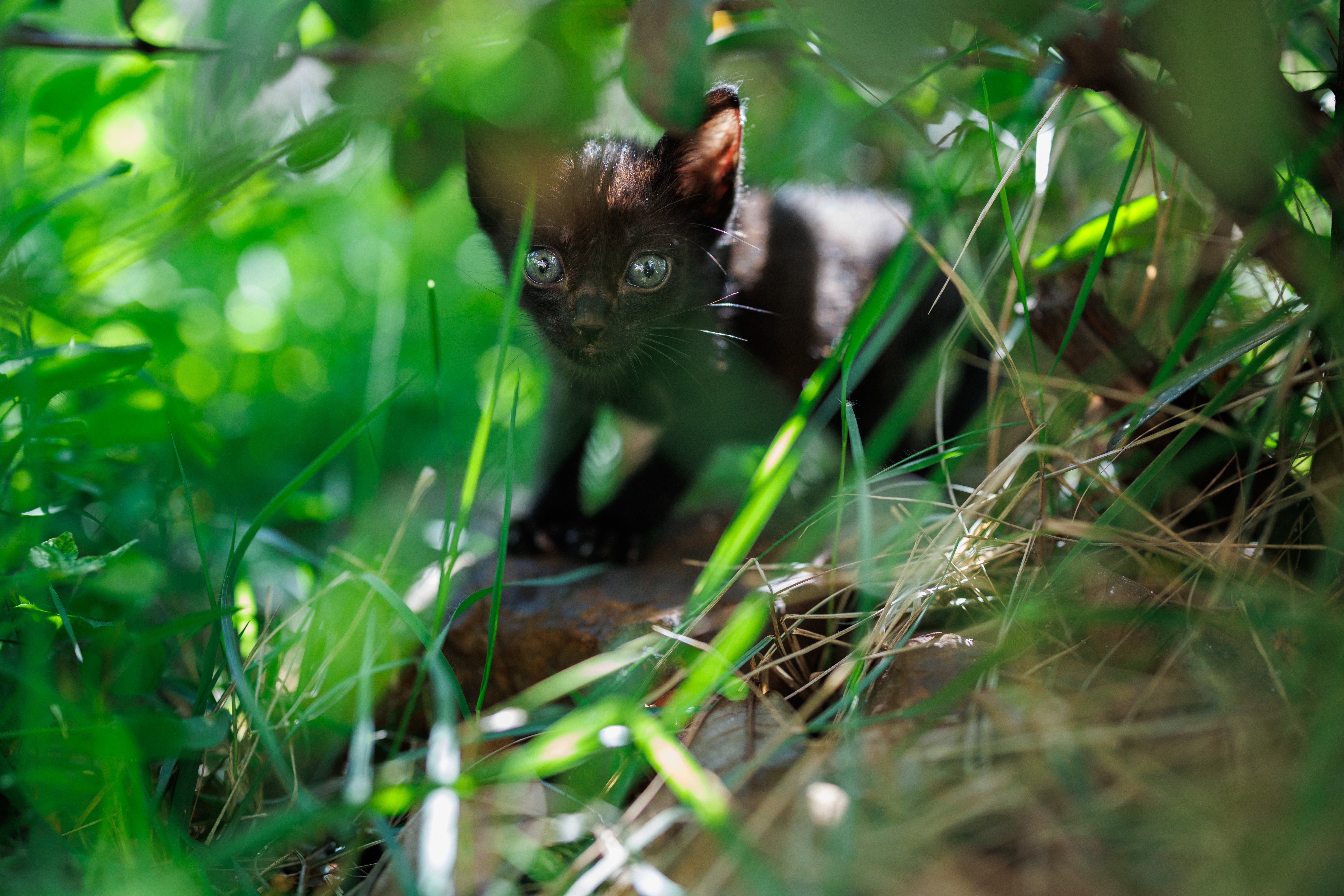 Um dos filhotes resgatados da rua brincando no jardim.