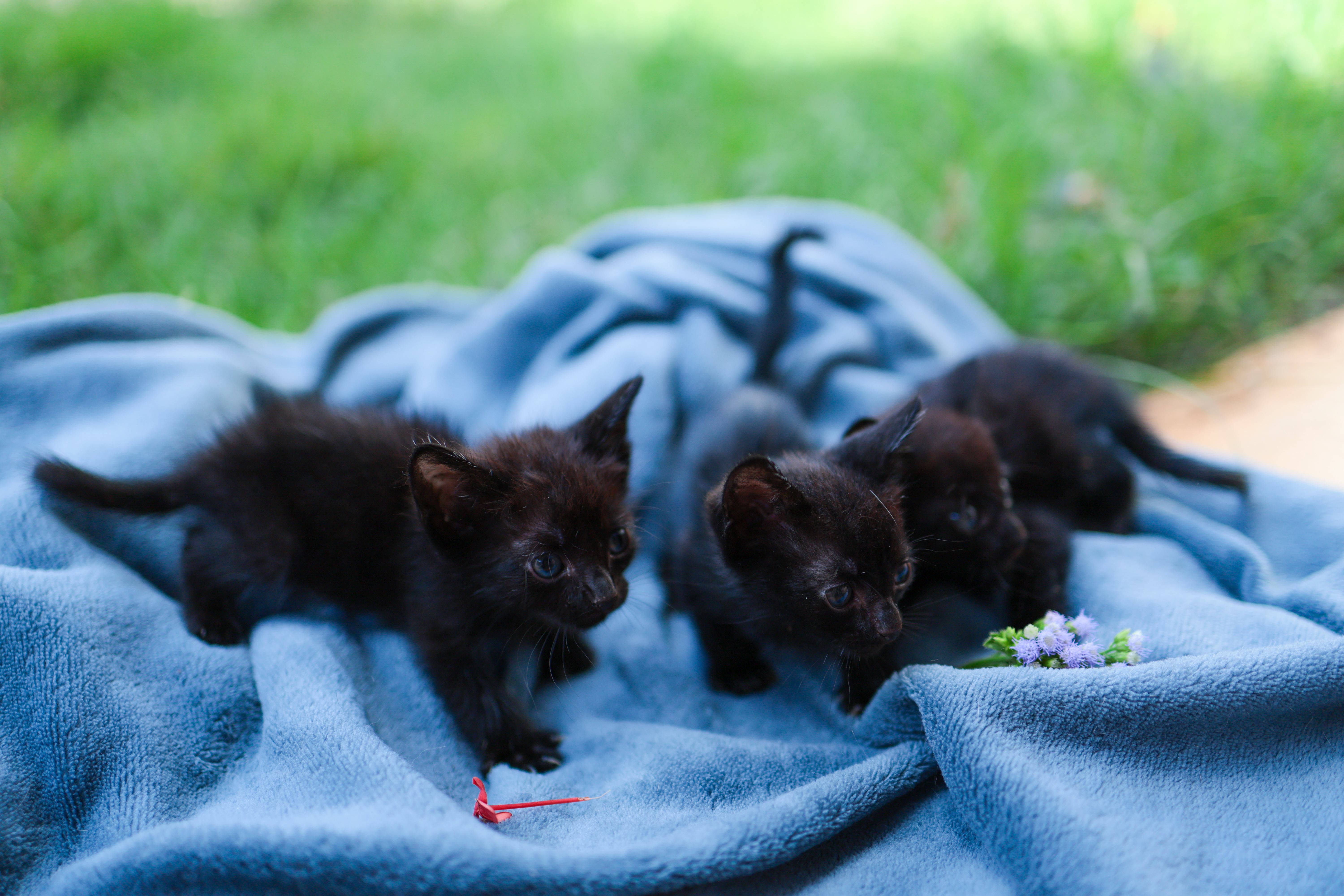 Três filhotes resgatados da rua.