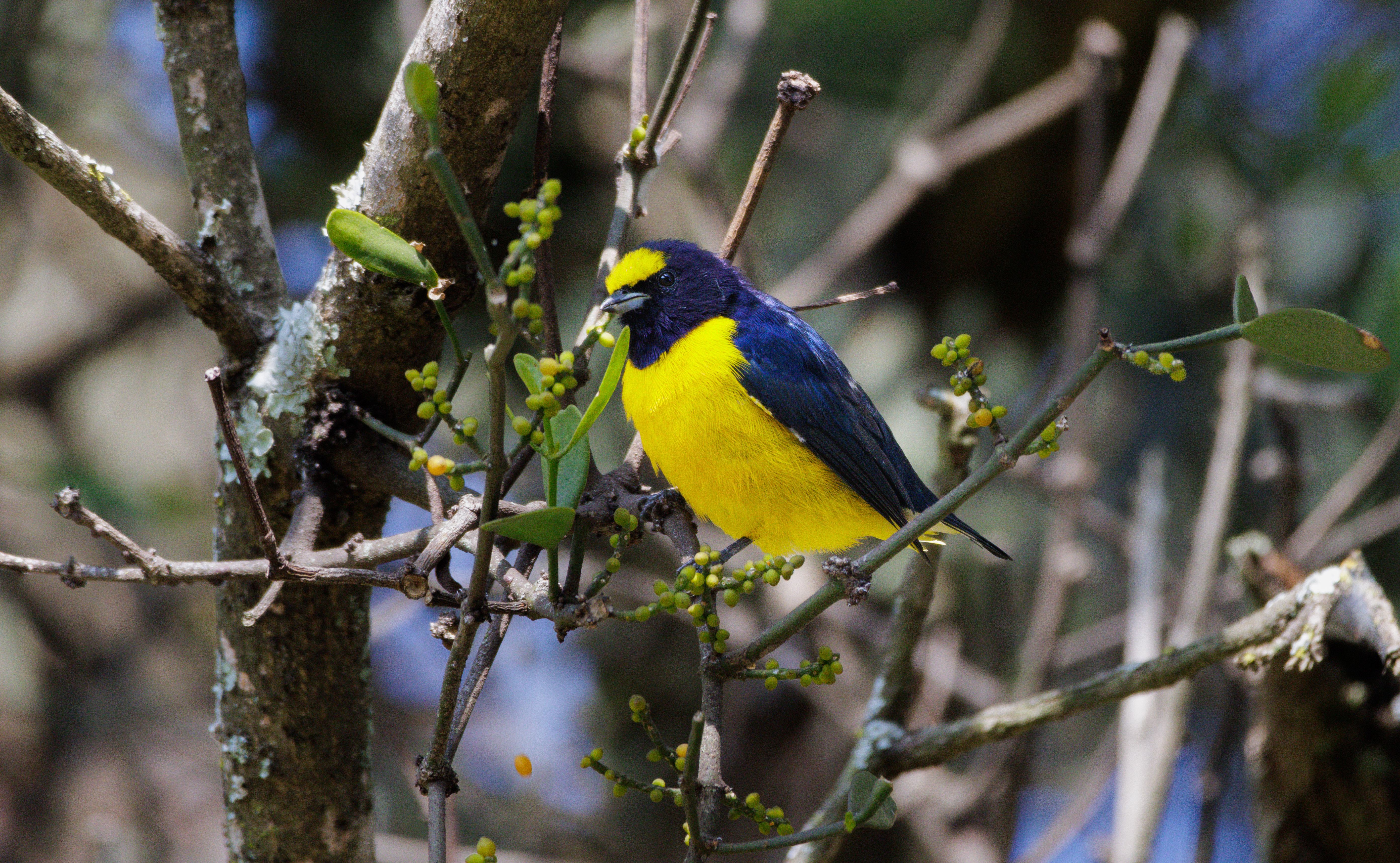 Colorido e bem pequeno, era acostumado com humanos então pude chegar mais perto.