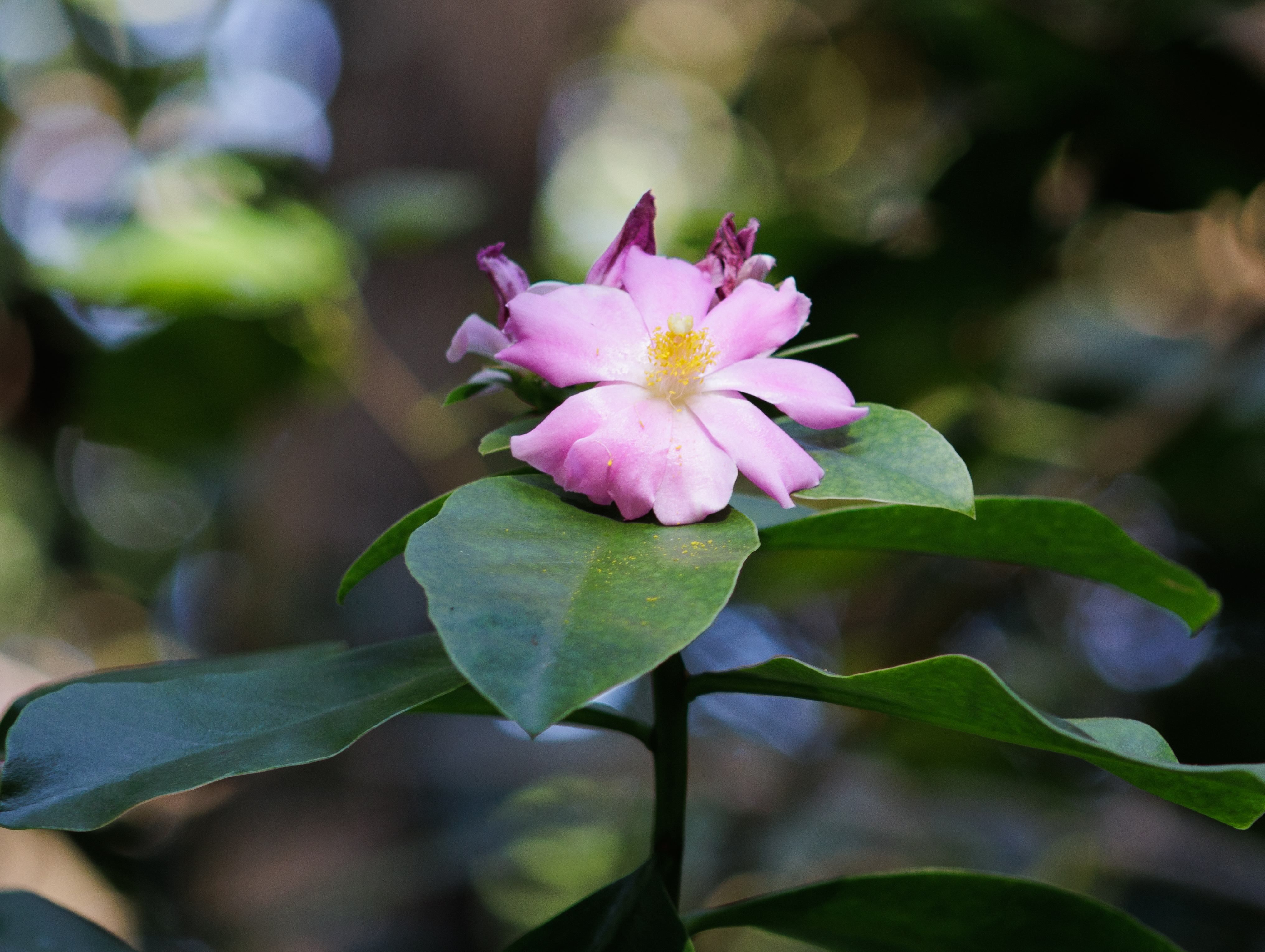 Uma linda flor encontrada na ESALQ.