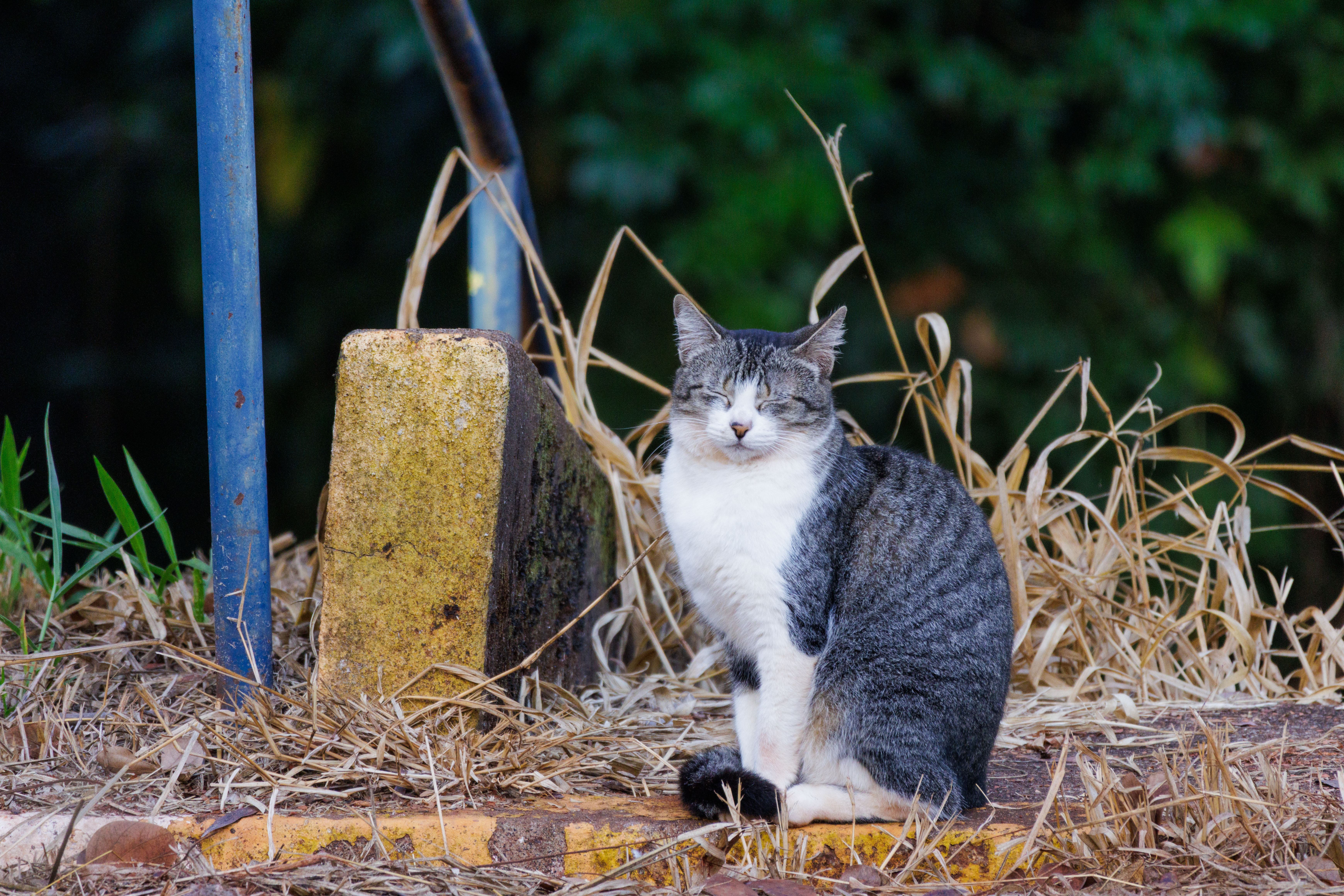 Ele estava calminho, assistindo os pássaros como eu.