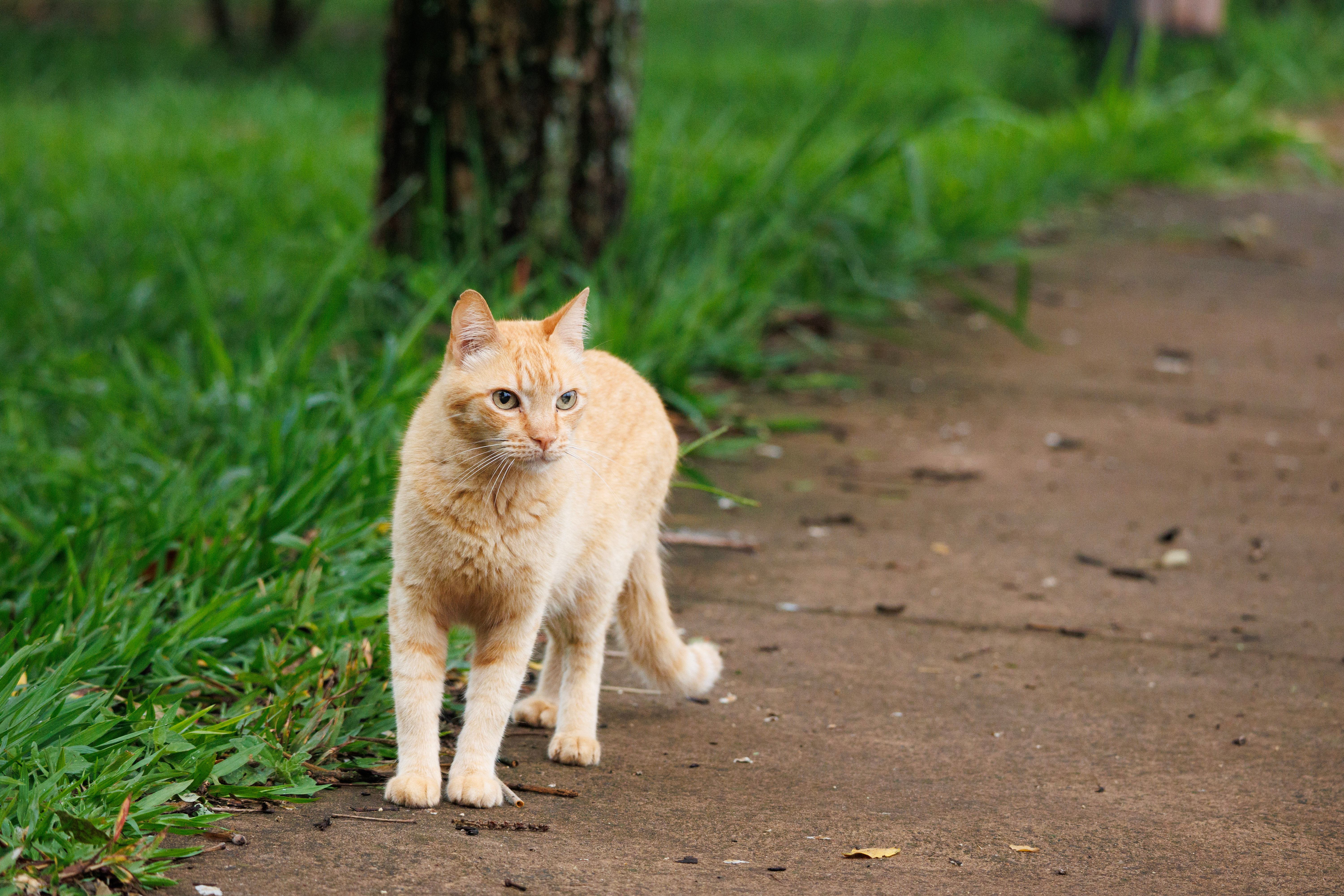Um curioso gatinho laranja rajadinho.