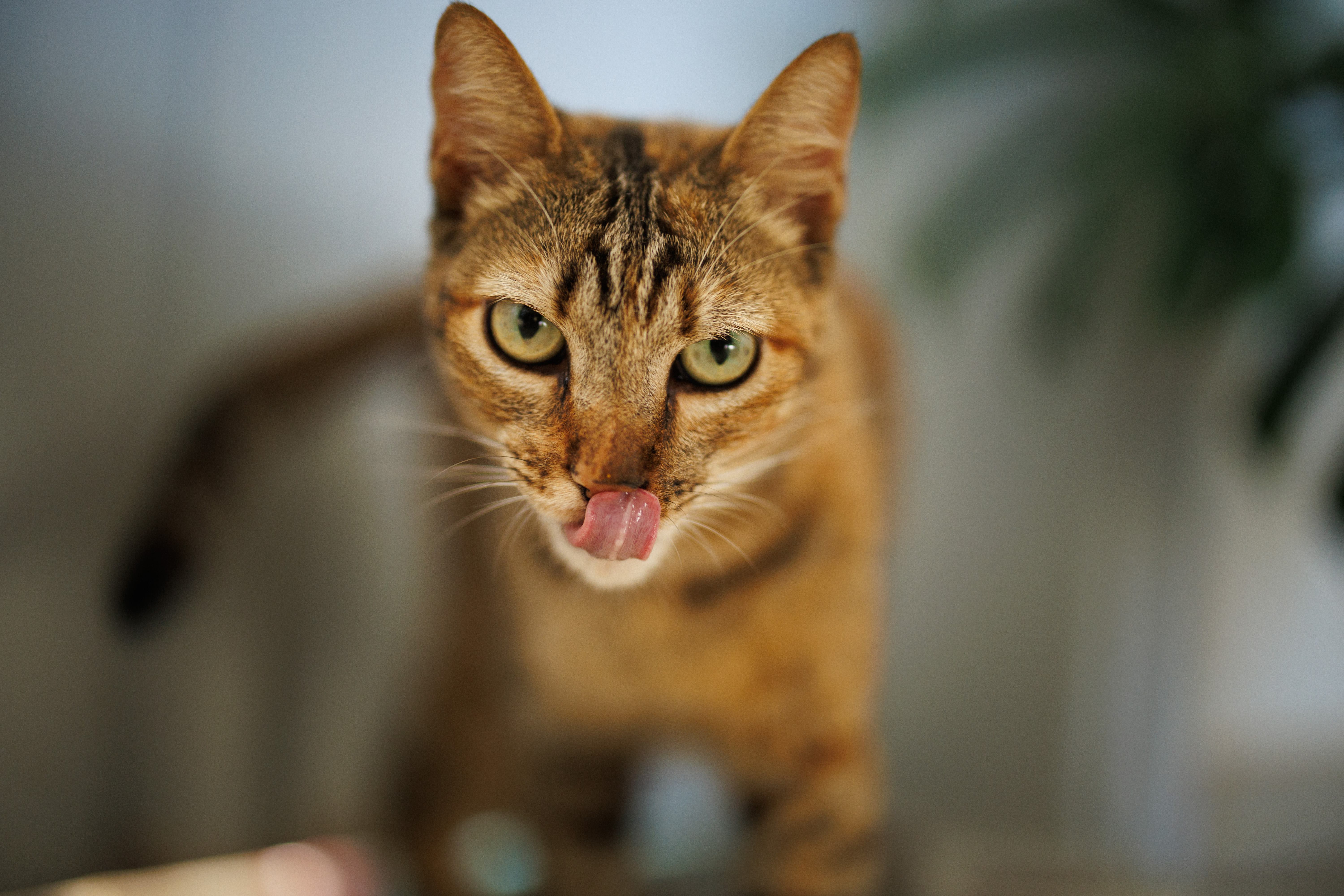 Uma gatinha que empurrei para a minha mãe.