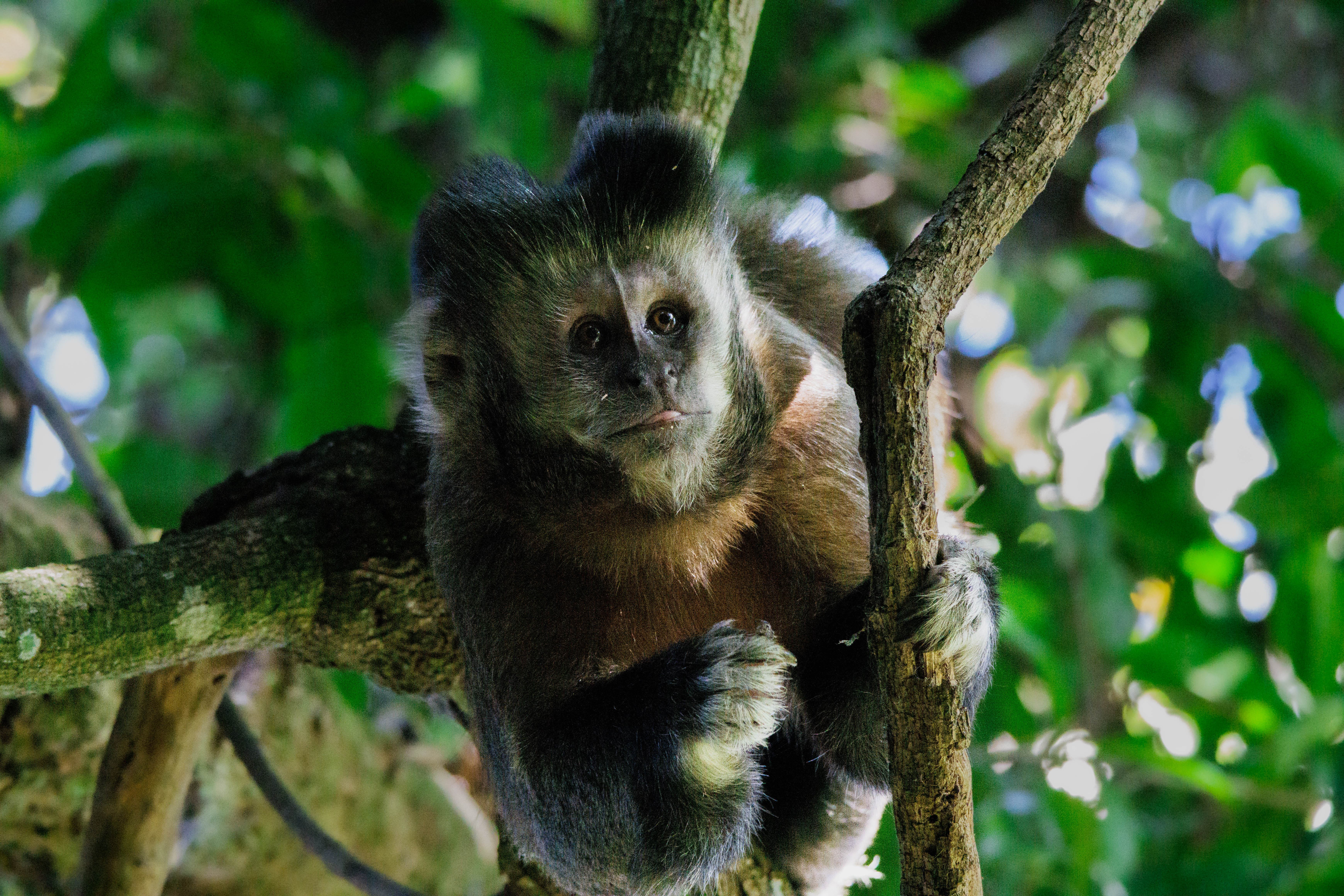 Ao contrário de seu amigo irritado pela nossa presença (com razão), esse estava curioso e calmo.