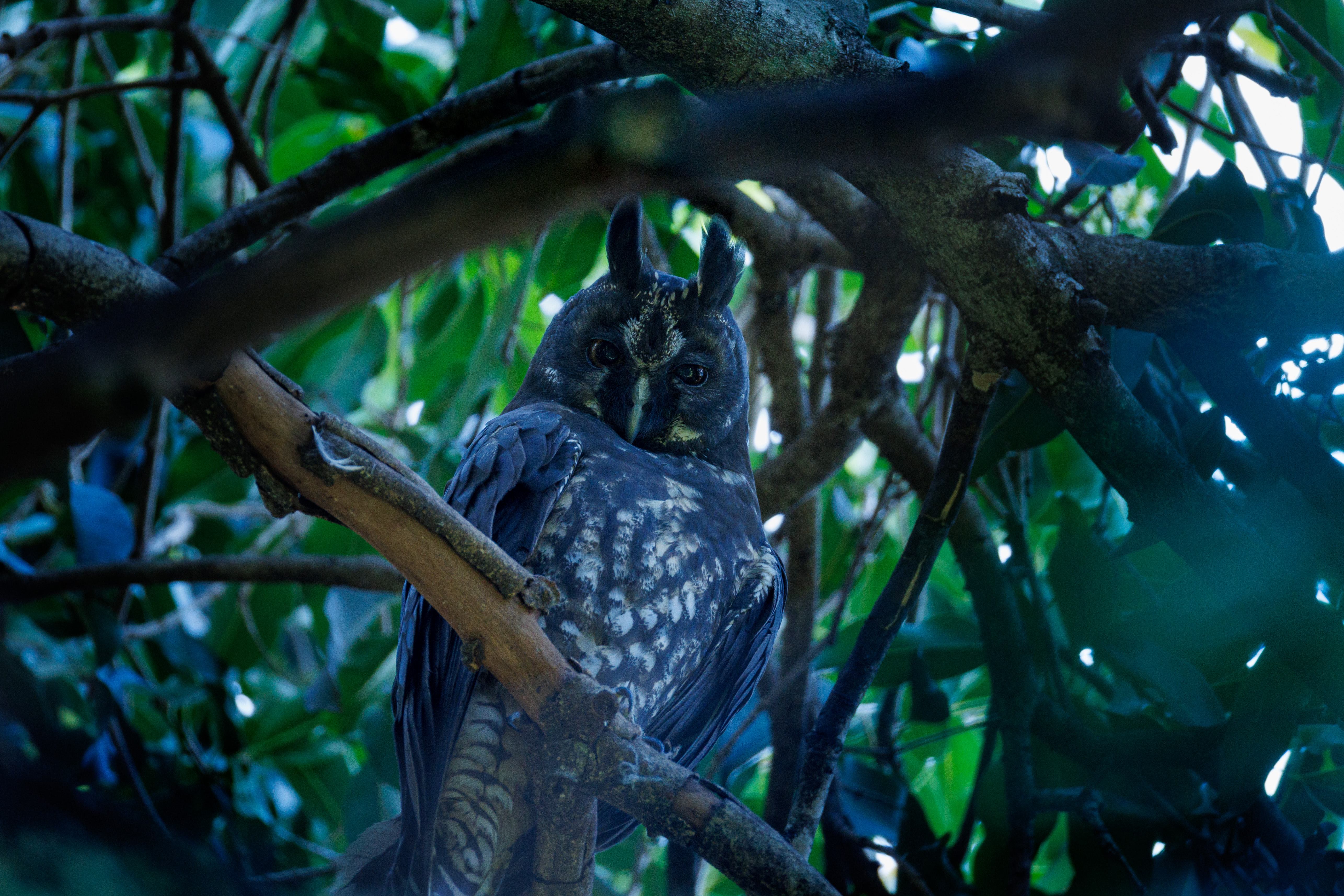 Uma linda e grande coruja, também conhecida como coruja-diabo. Encontro ela sempre na mesma árvore durante o dia. É uma foto de um ângulo melhor.