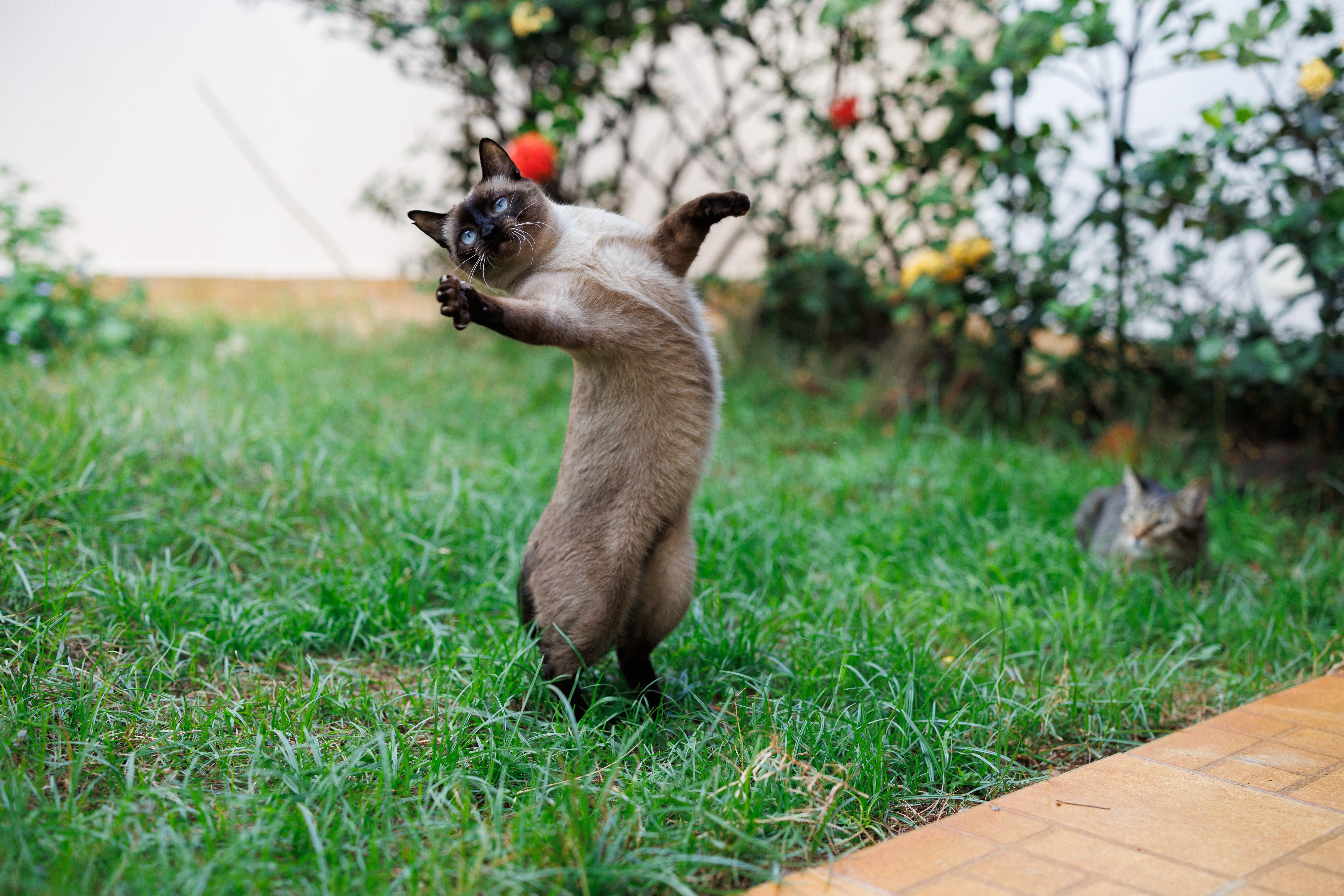 Olívia brincando com o brinquedo flying cat.