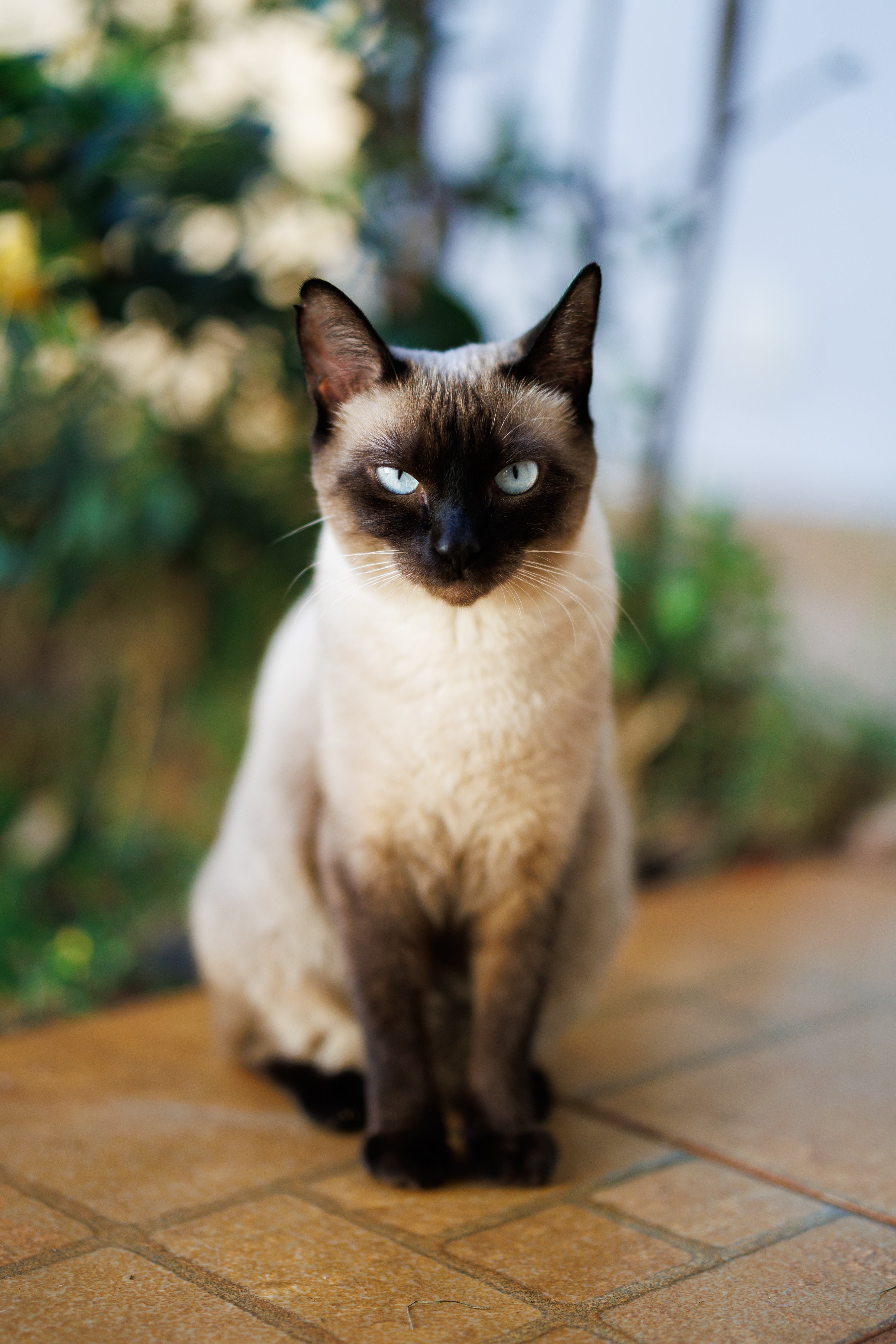 A linda Olívia, resgatada de uma construção abandonada que fica ao lado de uma pizzaria que fomos.