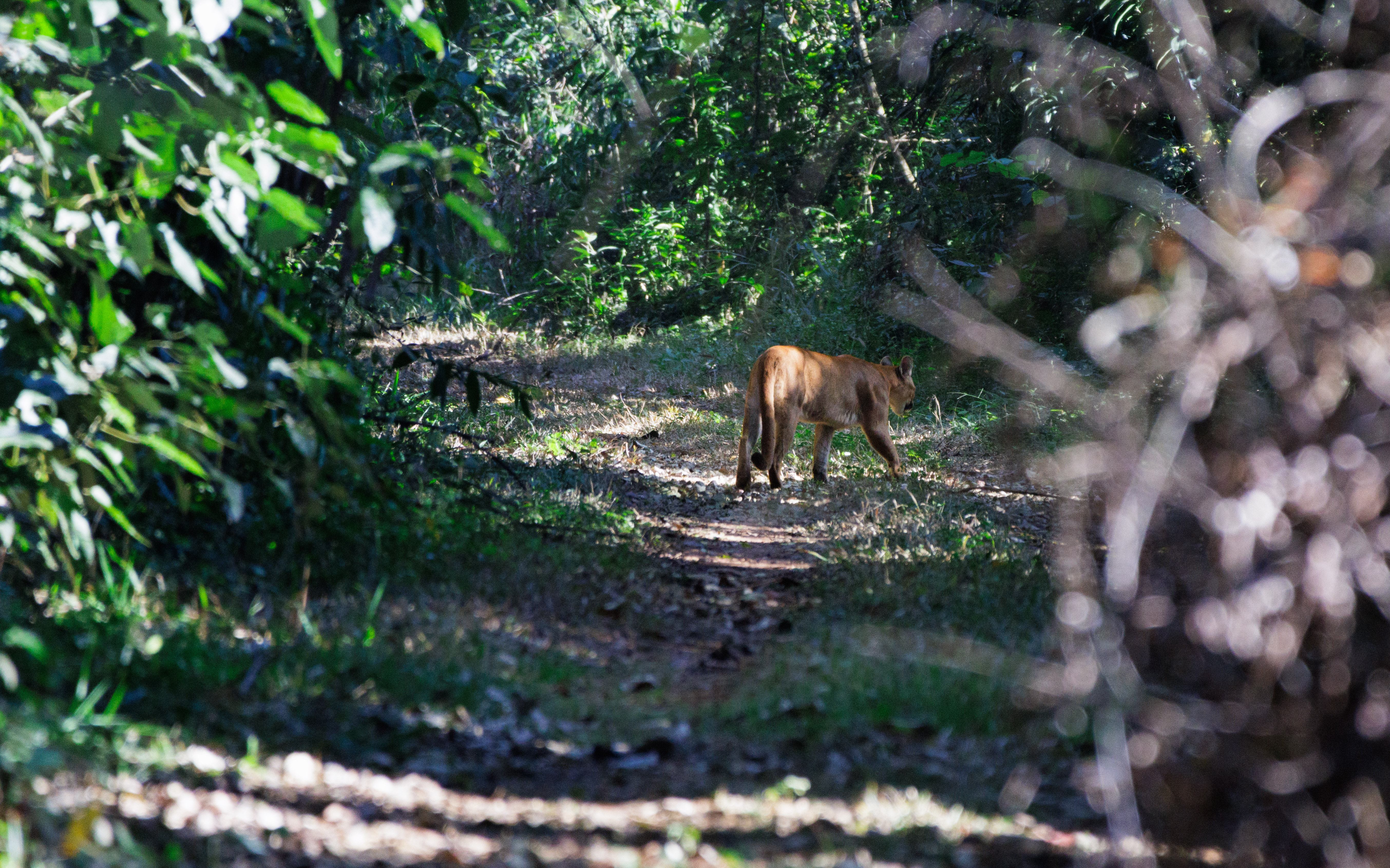 Uma onça-parda que apareceu na trilha em que estávamos.