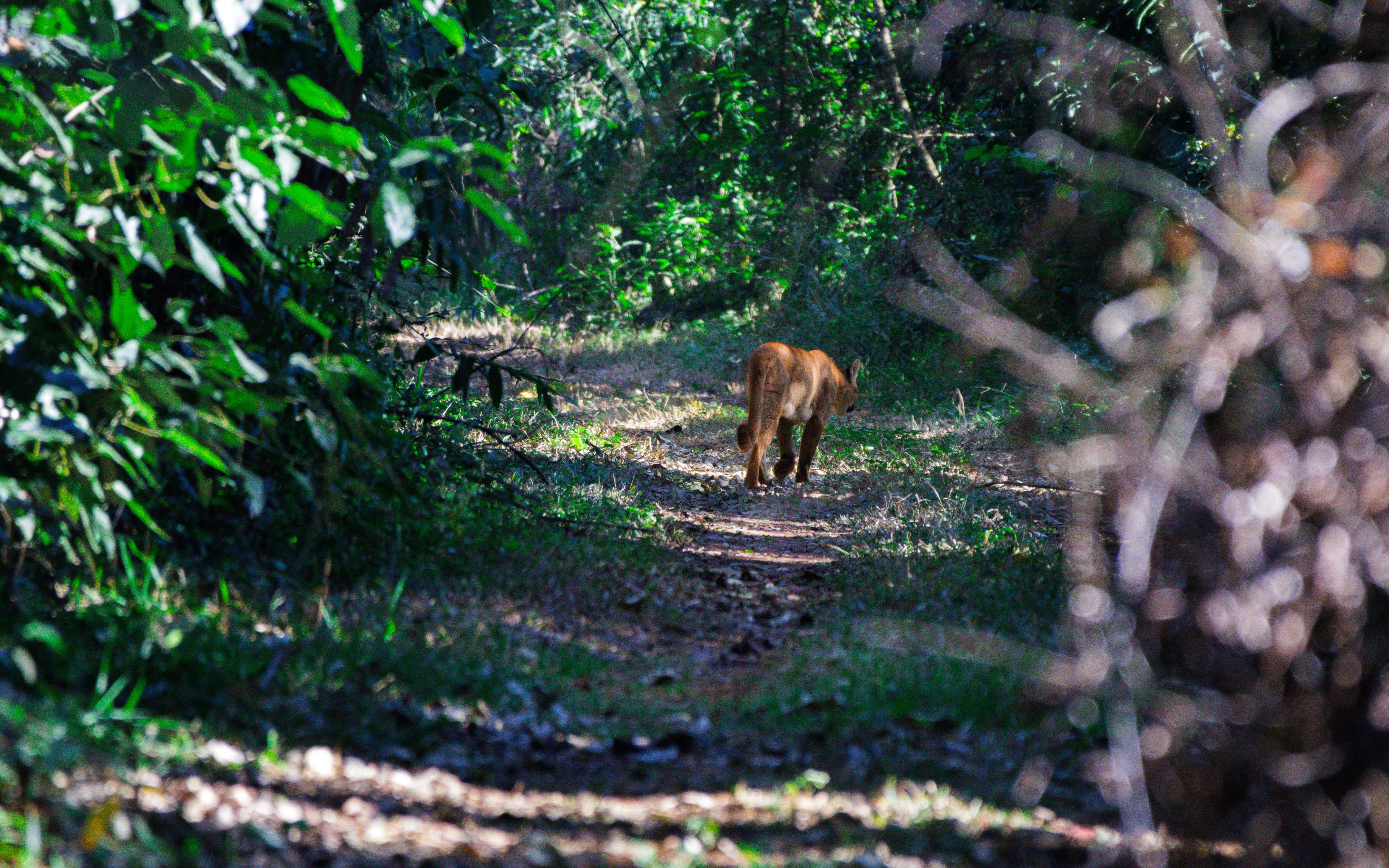 Uma onça-parda que apareceu na trilha em que estávamos. Em breve eu corrijo a imagem para diminuir a saturação.