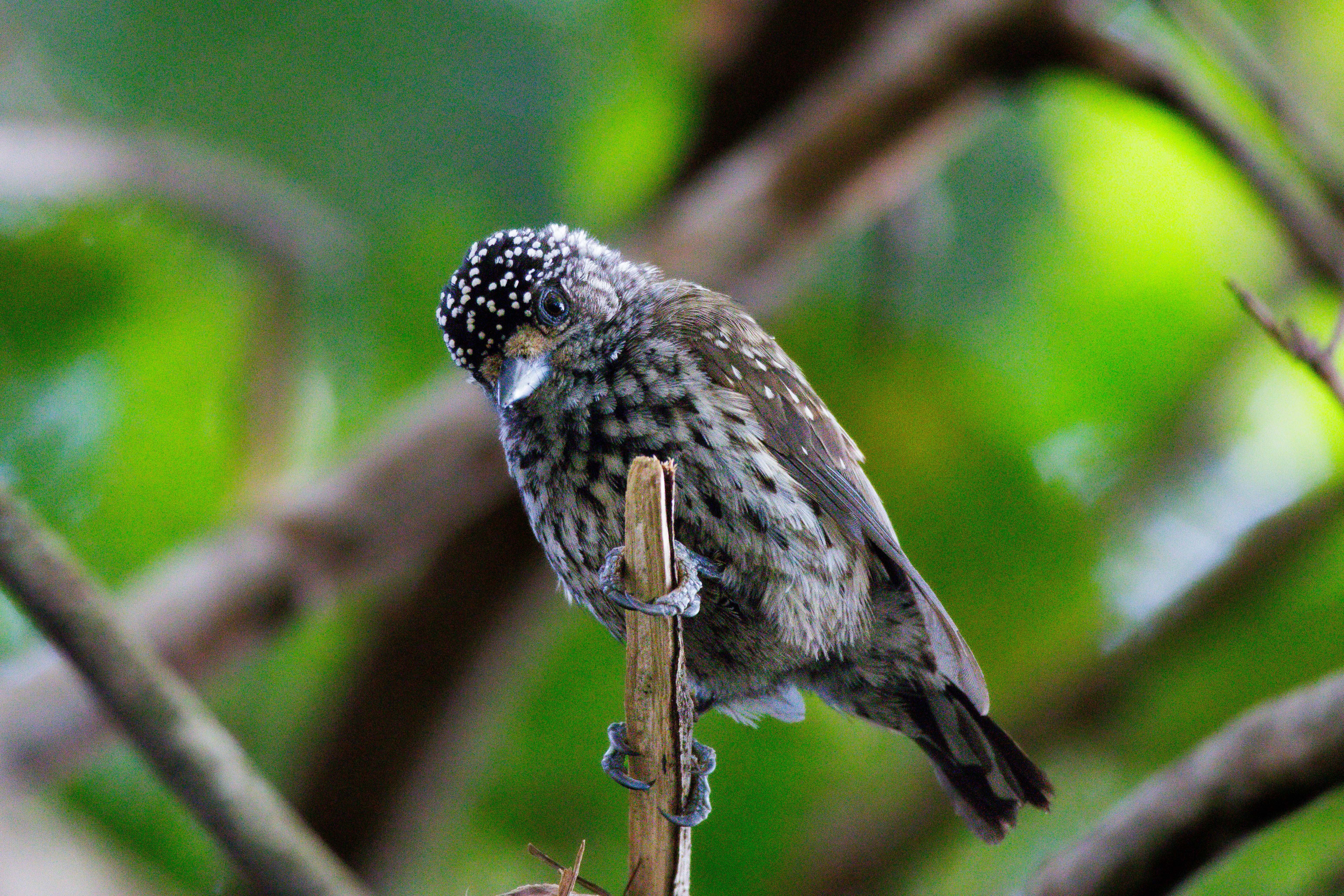 Um pássaro pintado que parece ser uma subespécie de pintadinho, mas não tenho certeza.