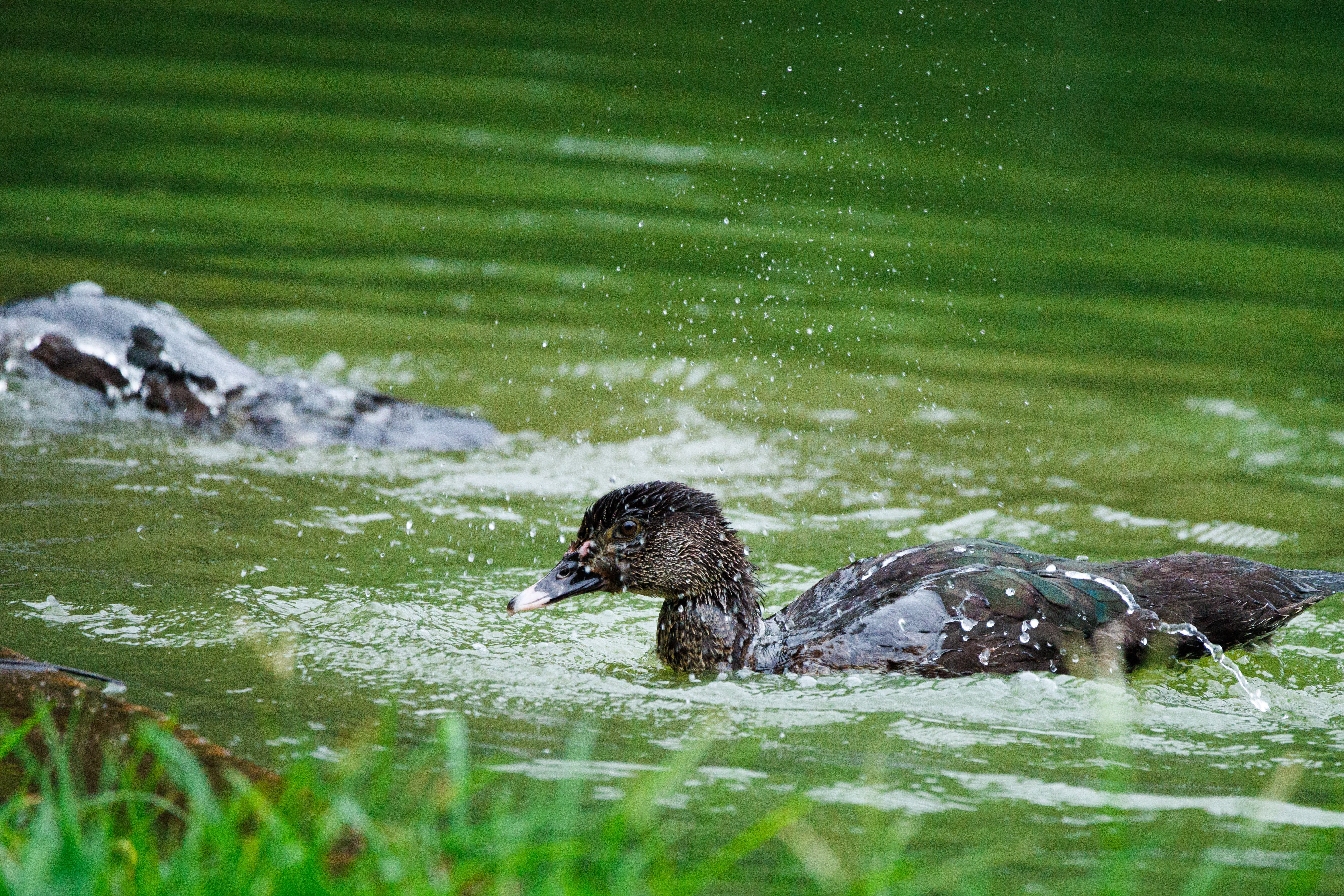 Mergulhando e esfregando suas penas no lago da ESALQ ("USP de Piracicaba").