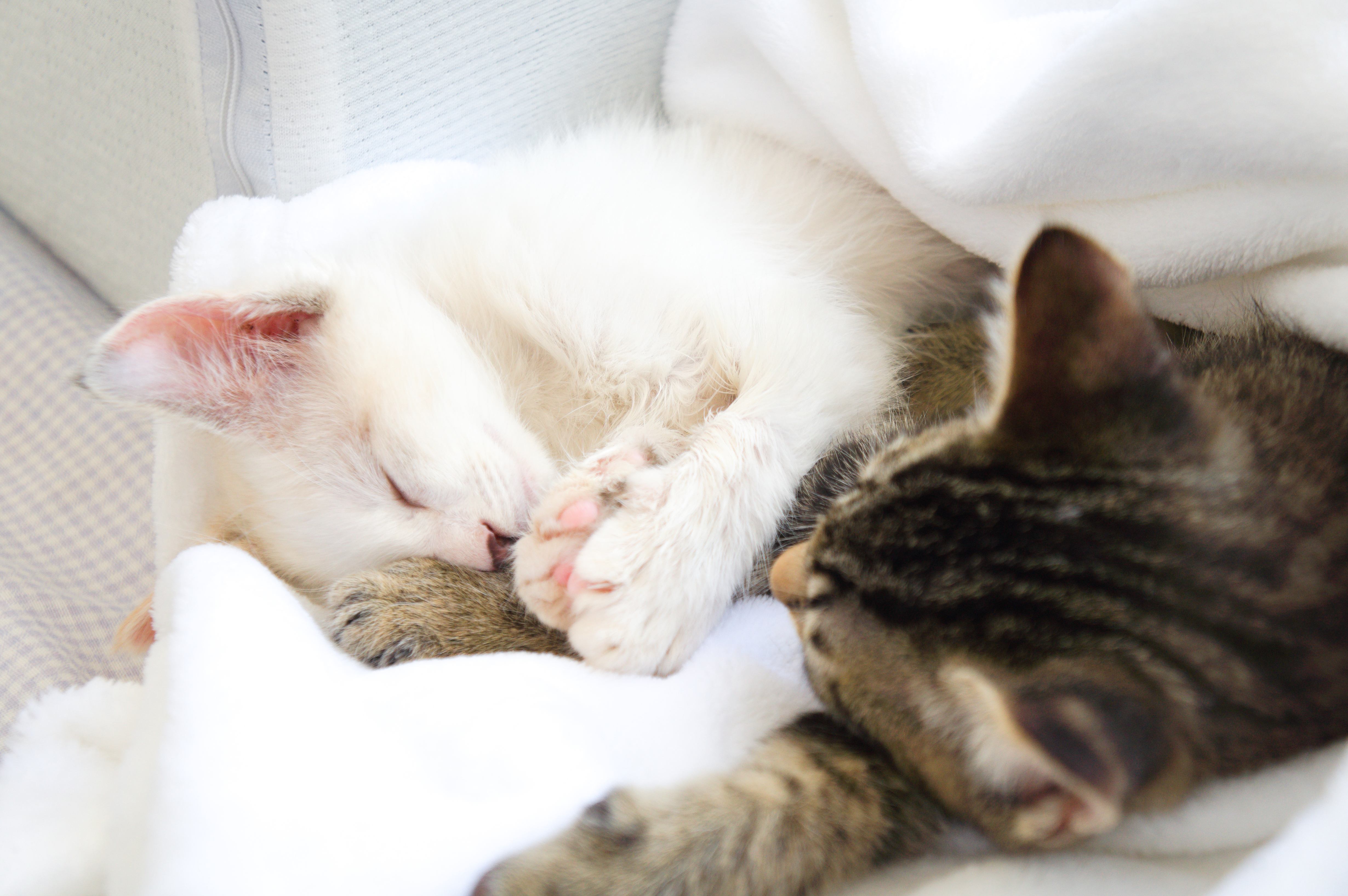 A gatinha Mira está nos céus agora.