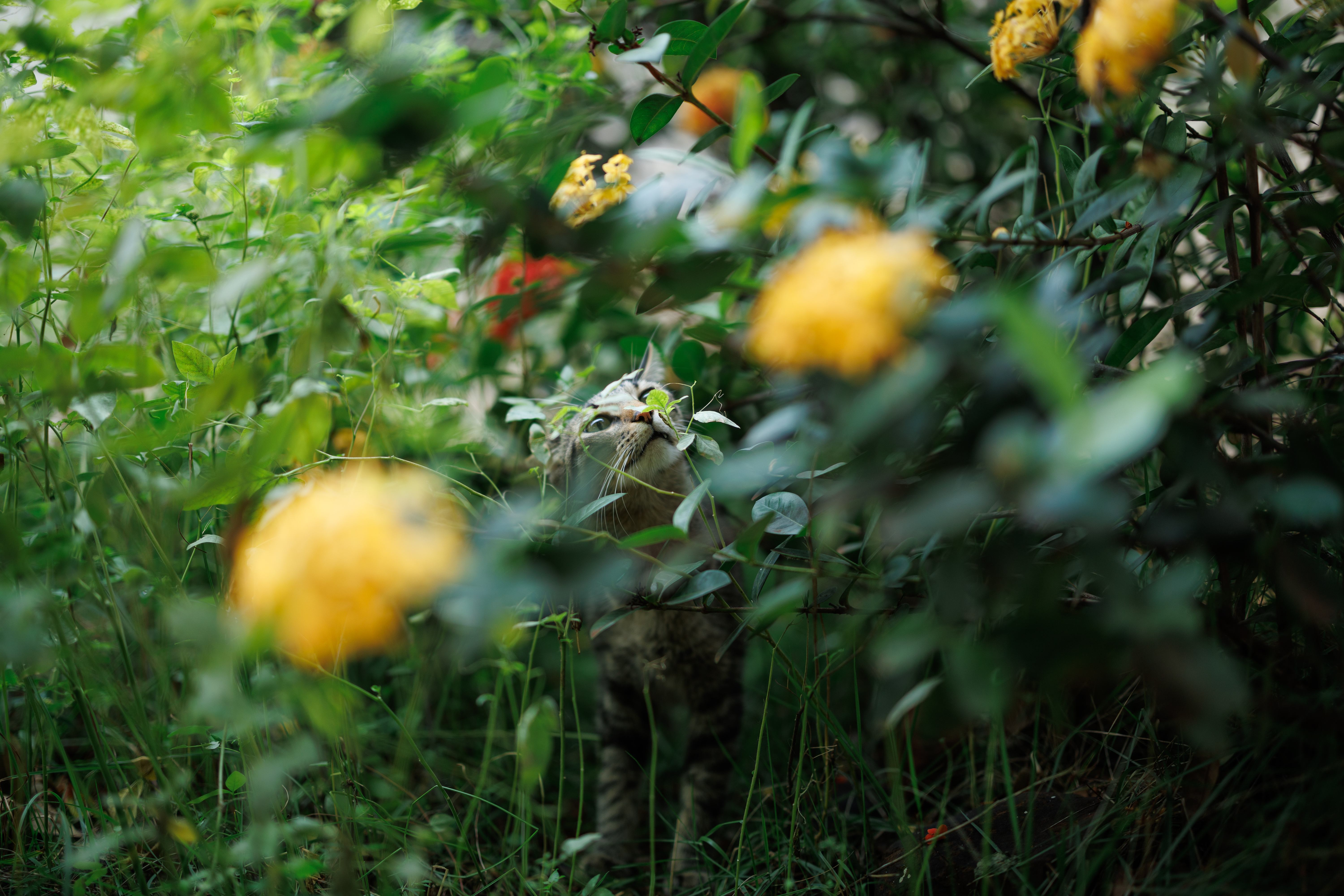 O meu gato Petit no jardim antes de retirarmos o mato que cobria metade do gramado.