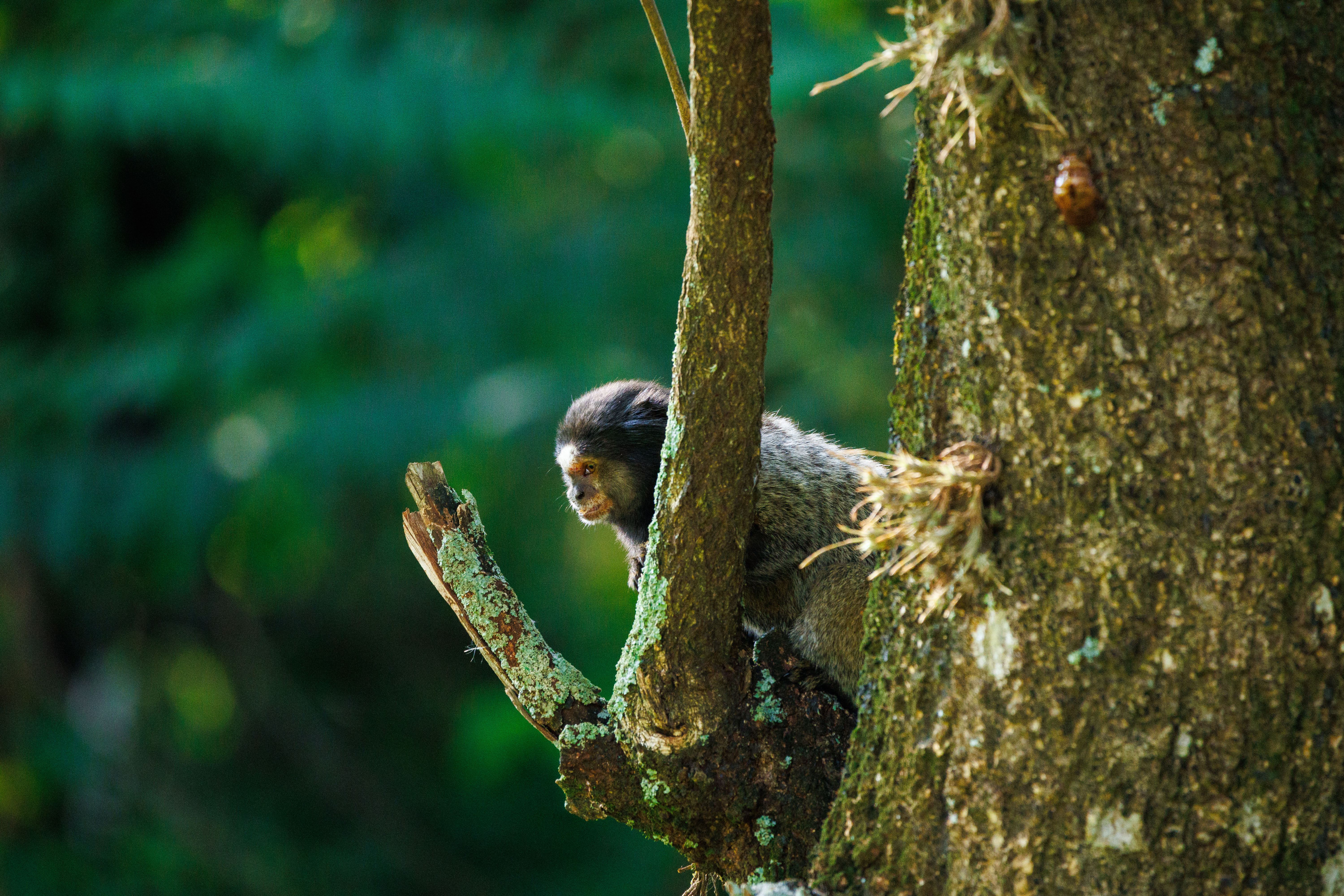Um sagui curioso com nossa presença.