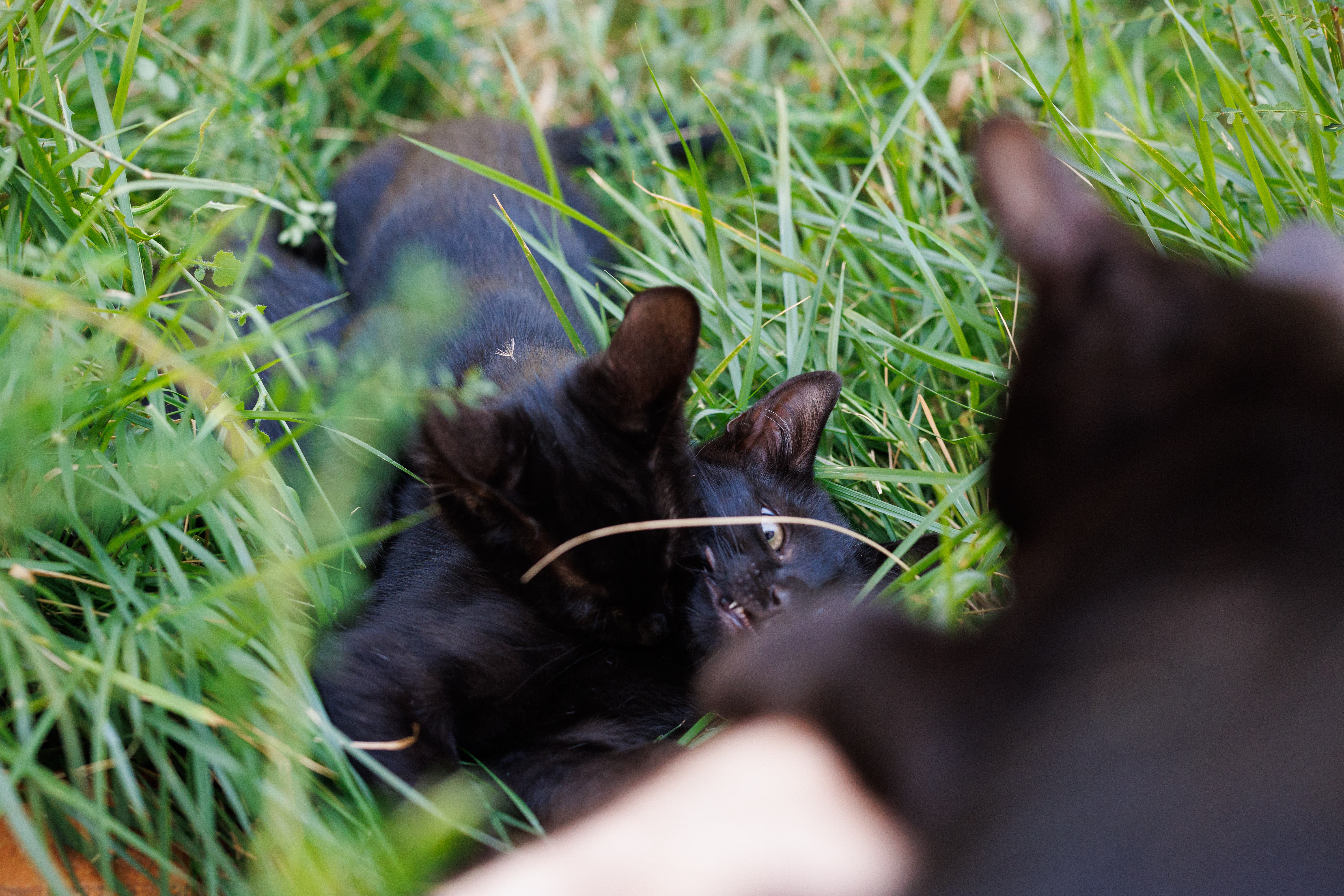 Filhotes brincando de lutinha com torcida.